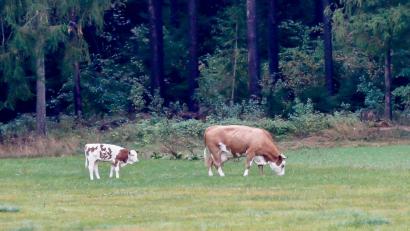 Bild: Hösamer
Friedlich grasen Kuh und Kalb auf einer Wiese bei Perschen. Das Ungewöhnliche daran: Das Rindvieh ist vor etwa einem halben Jahr aus einem Stall ausgebüxt, kalbte ab und lebt seither samt Nachwuchs in „freier Wildbahn“.