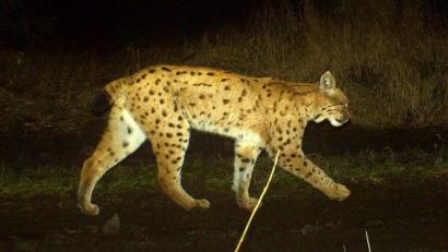 Bild: Landesamt für Umwelt
Der Harzer Luchs „Ivan“ sorgt im Steinwald für Ärger. Das 2018 aus Niedersachsen zugewanderte Tier nähert sich Bauernhöfen und hat mehrere Hauskatzen getötet.