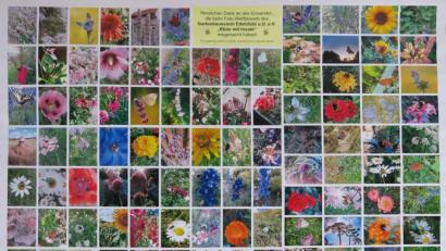 Bild: gru
Diese Foto-Collage zeigt einen Ausschnitt der Einsendungen zum Fotowettbewerb des Gartenbauvereins Edelsfeld. Alle Bilder sind am Eingang im Rathaus zu sehen. Außerdem stellt sie die Gemeinde auf ihrer Facebook-Seite ein.