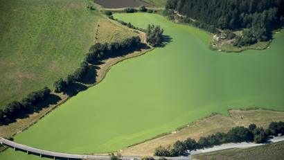Archivbild: mür
Seit etlichen Jahren gibt es regelmäßig – vor allem im Sommer bei hohen Temperaturen – eine Blaualgenplage im Liebensteiner Stausee. Das Luftbild des Liebensteinspeichers entstand im August diesen Jahres.