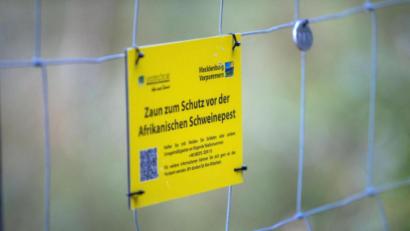 Archivbild: Jens Büttner/dpa
An der Grenze zwischen Polen und Deutschland steht der neue Sperrzaun zum Schutz vor Schweinepest.