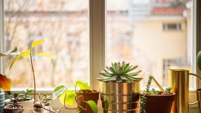 Bild: Zacharie Scheurer/dpa
Der ideale Standort für Sukkulenten ist in der Regel möglichst hell, jedoch nicht über einer mollig-warmen Heizung.