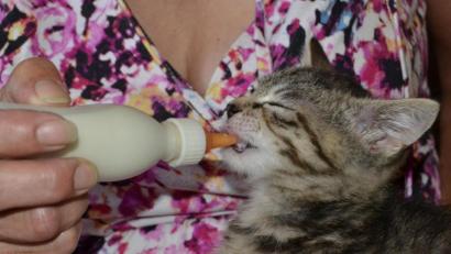 Bild: hcz
Eine "Katzenschwemme" im Herbst bescherte dem Weidener Tierheim viel Arbeit. Probleme gab es, alle "Flaschenkinder" unterzubringen.