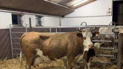 Bild: Michael Merkl/exb
Kuh Vroni und ihr Kalb Amalie haben ein neues Zuhause: Sie leben jetzt auf Gut Aiderbichl in Eslarn.