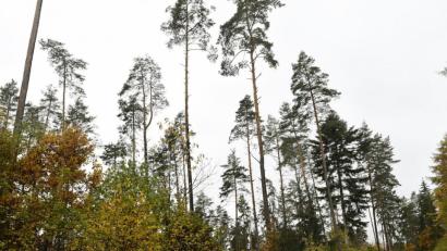 Bild: Petra Hartl
Wenige, hohe, ältere Bäume im lichten Verband, darunter eine üppig sprießende Verjüngung – dieses Bild prägt die Wagensass.
