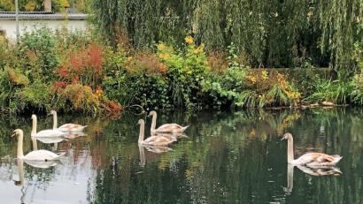 Bild: Andreas Royer
Familie Höckerschwan im Bürgerpark von Sulzbach-Rosenberg.