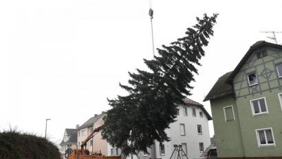 Bild: Petra Hartl
Der Weihnachtsbaum für den Amberger Marktplatz kommt heuer aus einem privaten Garten an der Regensburger Straße.