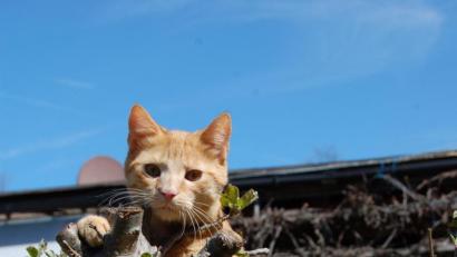 Bild: hcz
Die rote Katze lauert im Garten und wartet auf ihren "Einsatz".