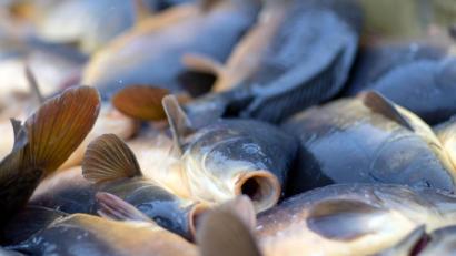 Bild: Jens Büttner/dpa
Karpfen in der Sortierwanne.
