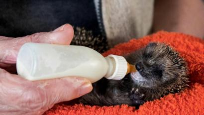 Symbolbild: Daniel Bockwoldt/dpa
Ein Igelbaby braucht viel Zuwendung und Futter.
