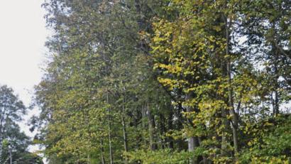 Bild: ws
Der Baumbestand am Urtlweg in Hohenthan soll nicht komplett beseitigt werden. Nur drei kaputte Bäume werden gefällt.