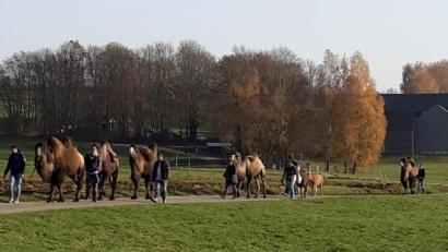 Bild: Marianne Mehler/exb
Kamele bei Höfen.