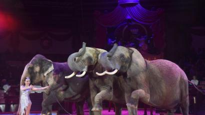 Bild: Felix Hörhager/dpa
Jana Mandana Lacey-Krone mit ihren Elefanten im Circus Krone, darunter auch ganz links die Mala.