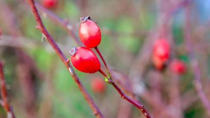 Bild: Hösamer
Hagebutten schmecken nicht nur Vögeln. Aus ihnen lässt sich auch schmackhafte Konfitüre kochen.
