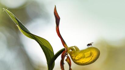 Bild: Jana Müller/exb
Ein Gewinnerbild: Jana Müller gelang mit der Fotografie "Erster Kontakt" der zweite Platz bei der Ostbayerischen Meisterschaft.