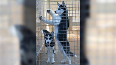 Bild: hcz
"Iwan" und "Blue" warten im Tierheim aus ein gutes neues Zuhause.