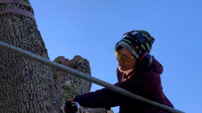 Bild: Bäumler/fph
Stephanie Huber in Aktion. Mit einem kräftigen Schnitt schneidet sie einen mächtigen Stumpf vom Ahorn ab.