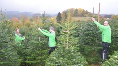 Bild: fz
Mitten im "Wald" von 50.000 Christbäumen messen und etikettieren Andrea, Kerstin und Papa Bernhard Kammerer (von links) ihre Ware.