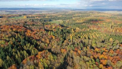 Bild: Bayerische Staatsforsten/exb
Bunt gefärbt hat der Herbst Wälder aus Buche und Edellaubhölzern im Forstrevier Groschlattengrün des Forstbetriebs Waldsassen.