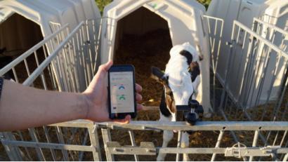 Bild: Futuro Farming GmbH
Der von der Futuro Farming GmbH entwickelte Sensor überwacht die Bewegungen des Kalbs und warnt den Landwirt bei einem auffälligen Verhalten des Tiers per App.