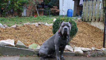 Bild: sne
"Der Deff ist ein ganz lieber", versichert sein Herrchen Paul Boni. Dennoch kostet der Cane Corso 700 Euro Hundesteuer im Jahr. Nicht alle Stadträte halten den 20-fachen Satz für verhältnismäßig.