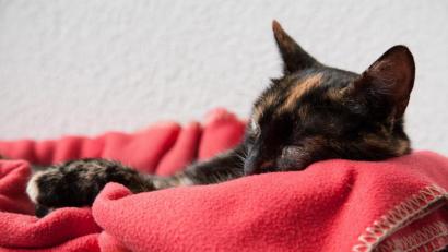 Bild: Kai Remmers/dpa
Am liebsten warm oder mit Ausblick: Das kennzeichnet die Lieblingsplätze von Katzen.