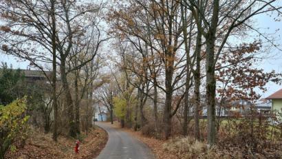 Bild: sne
Hin und wieder wünschen sich Bürger ein Entfernen von Bäumen wie hier am Troschelhammerweg. Der Stadtrat ist gegen ein Fällen ohne triftigen Grund.