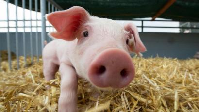 Symbolbild: Sebastian Kahnert
Ferkel wie auf dem Bild sind das Geschäft von Franz Baierl. Der Landwirt aus der Nähe von Wernberg-Köblitz wehrt sich gegen die Vorurteile, die aus der Gesellschaft kommen.