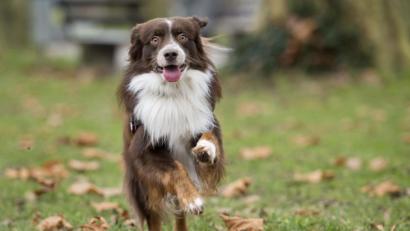 Symbolbild: Daniel Naupold/dpa
Der "beste Freund des Menschen" kommt in Pfreimd etwas teurer: Der Stadtrat hat die Sätze der Hundesteuer angehoben.
