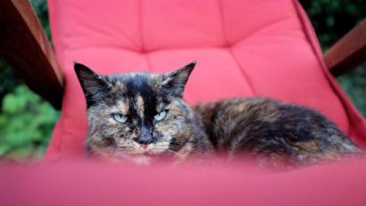 Bild: Martin Gerten
Bei einer Katze aus Frankfurt ist eine Infektionen mit dem Coronavirus nachgewiesen worden.