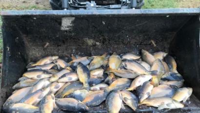 Bild: exb/Polizei
Weil die Frischwasserzufuhr unterbrochen wurde, konnten die Karpfen nur noch tot aus einer Grube in Windischeschenbach gefischt werden. Nun hat sich der Verursacher gemeldet.