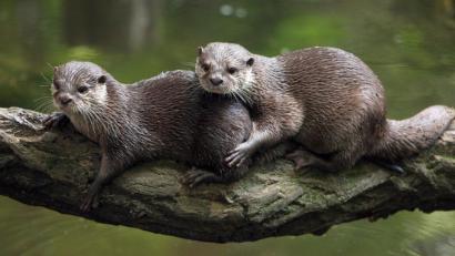 Bild: Patrick Pleul/dpa
Umstrittene Otter: Während sie die einen beschützen wollen, ärgern sich besonders Teichwirte über die räuberischen Attacken der Fischotter.
