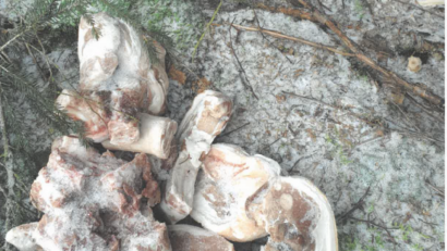 Bild: Polizeiinspektion Vohenstrauß
Jemand hat Fleisch in einem Waldstück bei Tännesberg entsorgt.