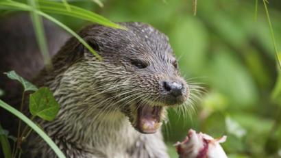 Bild: Christophe Gateau/dpa
Ein Fischotter (Lutra lutra) frisst in seinem Gehege im Wildtierpark Wisentgehege Springe einen Fisch.
