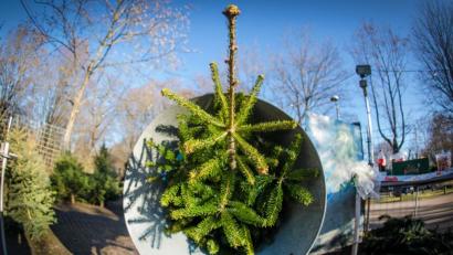 Bild: Christoph Schmidt/dpa
Ein Weihnachtsbaum liegt auf dem Gelände einer Verkaufsstelle für Christbäume in einer Netztrommel.