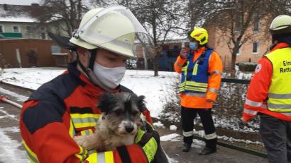 Bild: Roland Löb
Diesen kleinen Hund konnte die Feuerwehr beim Zimmerbrand in Ranna in Sicherheit bringen.