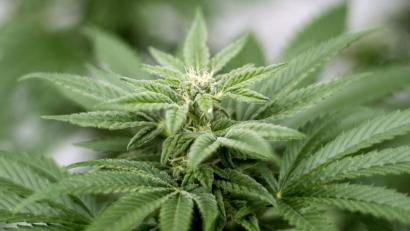 Symbolbild: Matt Masin/dpa
Marihuana entdecken Polizisten bei einer 41-Jährigen und einem 42-Jährigen.