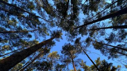 Symbolbild: dpa/Paul Zinken
Dem blauen Himmel recken sich diese Bäume entgegen. Die neue Fassung des Forstbetriebswerks ist für die Stadt Schönsee Wegweiser und Regelwerk für die künftige Entwicklung der kommunalen Waldbestände.