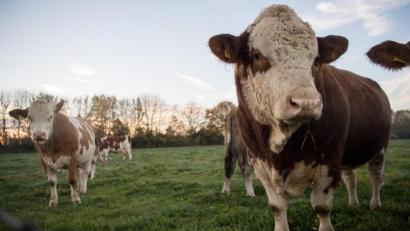 Bild: Sebastian Gollnow/dpa
In der Gemeinde Freudenberg möchte ein Landwirt seinen Betrieb erweitern.