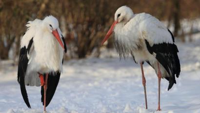 Bild: Jens Wolf/dpa
Ein praktisches Blutkreislaufsystem verhindert bei Störchen, dass es die Vögel mit ihren langen Beinen im Schnee friert.