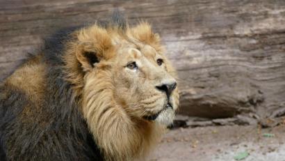 Bild: Jörg Beckmann/dpa
Das Löwenmännchen Subali steht in seinem Gehege im Nürnberger. Die asiatische Großkatze hat 2020 viel weniger Besucher zu sehen bekommen als in den Vorjahren. Von der Coronapandemie sind alle bayerischen Zoos betroffen.