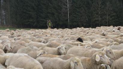 Bild: dob
Rund 1000 Schafe waren mit Wanderschäfer Paul Panko am Freitag in Richtung Lerau unterwegs, um zu Weihnachten wieder im heimischen Hunderdorf bei Straubing zu sein.