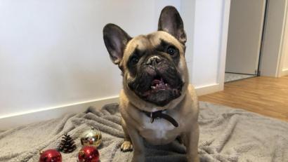 Bild: bal
Ob Weihnachten, Geburtstag oder einfach so: Tiere freuen sich über Geschenke und da ist es egal zu welchem Anlass. Dabei sollte jedoch vor allem auf die Interessen und Vorlieben des Tieres und nicht die des Menschen geachtet werden.