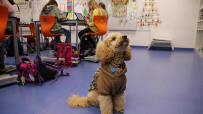Bild: sne
Winnie ist der Superstar in der Klasse 3b. Stolz trägt er seine Marke "Schulhund".