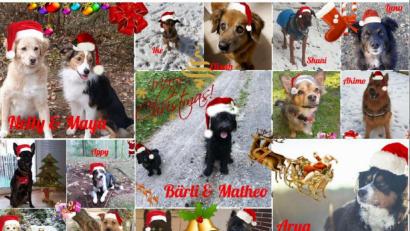 Bild: Begleithundeverein
Die Begleithunde senden flauschige Weihnachtsgrüße.