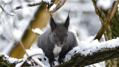 Bild: LBV-Flickr/Friedrich Hartl/exb
Ein Kandidat für interessante Spuren: Ein Eichhörnchen im Schnee.