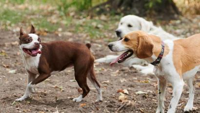 Bild: Annette Riedl/dpa
Hunde gehören zu den beliebtesten Haustieren der Deutschen. Doch über Weihnachten vermitteln die Tierheime lieber keinen der Vierbeiner.