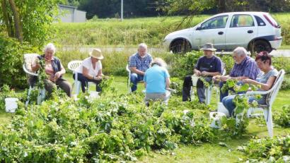 Bild: no
Der Höhepunkt eines jeden Jahren ist beim Illschwanger Gartenbauverein die Hopfenernte. Hier erklärt die Ehrenvorsitzende Frieda Dehling (links) den Gästen die Kunst des Zupfens.