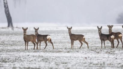 Symbolbild: Thomas Warnack
Symbolbild: Rehe auf einem Feld.