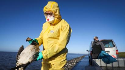 Archivbild: Christian Charisius/dpa
Tausende Gänse, Enten und andere Vögel sind im November tot an der Westküste Schleswig-Holsteins aufgefunden worden. Auch in Passau wurde die Geflügelpest schon nachgewiesen. Beim Schwandorfer Veterinäramt befürchtet man, dass das Virus bald den Landkreis erreichen könnte.